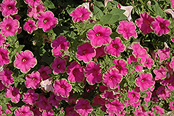 Supertunia Picasso In Pink Petunia (Petunia 'Supertunia Picasso In Pink') at The Mustard Seed