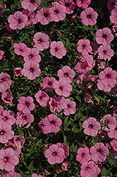 Supertunia Flamingo Petunia (Petunia 'Supertunia Flamingo') at The Mustard Seed