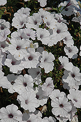 Supertunia Mini Silver Petunia (Petunia 'Supertunia Mini Silver') at The Mustard Seed