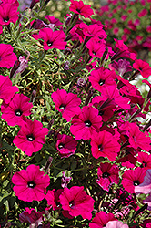 Supertunia Mini Purple Petunia (Petunia 'Supertunia Mini Purple') at The Mustard Seed