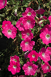 Supertunia Mini Bright Pink Petunia (Petunia 'Supertunia Mini Bright Pink') at The Mustard Seed