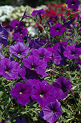 Supertunia Mini Blue Petunia (Petunia 'Supertunia Mini Blue') at The Mustard Seed