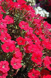 Supertunia Watermelon Charm Petunia (Petunia 'Supertunia Watermelon Charm') at The Mustard Seed