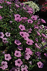 Supertunia Orchid Charm Petunia (Petunia 'Supertunia Orchid Charm') at The Mustard Seed