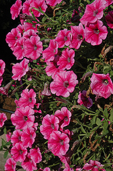 Supertunia Mini Strawberry Pink Vein Petunia (Petunia 'Supertunia Mini Strawberry Pink Vein') at The Mustard Seed