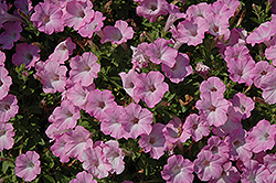 Supertunia Pink Charm Petunia (Petunia 'Supertunia Pink Charm') at The Mustard Seed