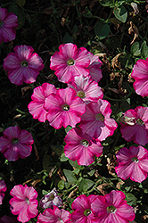 Supertunia Raspberry Blast Petunia (Petunia 'Supertunia Raspberry Blast') at The Mustard Seed
