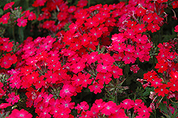 Superbena Royale Iced Cherry Verbena (Verbena 'Superbena Royale Iced Cherry') at The Mustard Seed