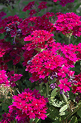 Superbena Royale Plum Wine Verbena (Verbena 'Superbena Royale Plum Wine') at The Mustard Seed