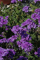 Superbena Royale Chambray Verbena (Verbena 'Superbena Royale Chambray') at The Mustard Seed