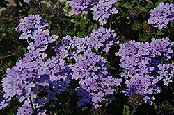 Superbena Royale Silverdust Verbena (Verbena 'Superbena Royale Silverdust') at The Mustard Seed