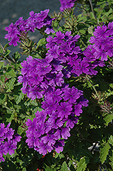 Superbena Dark Blue Verbena (Verbena 'Superbena Dark Blue') at The Mustard Seed
