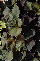 Desana Bronze Sweet Potato Vine (Ipomoea batatas 'Desana Bronze') at The Mustard Seed