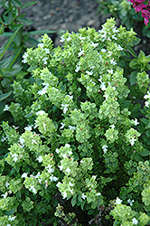 Boxwood Basil (Ocimum basilicum 'Boxwood') at The Mustard Seed
