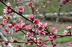 Reliance Peach (Prunus persica 'Reliance') at The Mustard Seed
