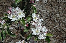 Zestar Apple (Malus 'Zestar') at The Mustard Seed