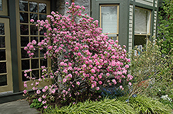 Olga Mezitt Rhododendron (Rhododendron 'Olga Mezitt') at The Mustard Seed