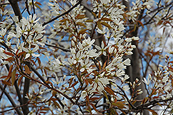 Autumn Brilliance Serviceberry (Amelanchier x grandiflora 'Autumn Brilliance (tree form)') at The Mustard Seed