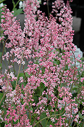 Oakleaf Foamflower (Tiarella 'Oakleaf') at The Mustard Seed