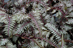 Regal Red Painted Fern (Athyrium nipponicum 'Regal Red') at The Mustard Seed