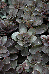 Dazzleberry Stonecrop (Sedum 'Dazzleberry') at The Mustard Seed
