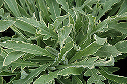 Thunder and Lightning Scabious (Knautia macedonica 'Thunder And Lightning') at The Mustard Seed