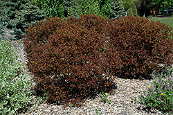 Summer Wine Ninebark (Physocarpus opulifolius 'Seward') at The Mustard Seed