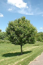 Northwood Red Maple (Acer rubrum 'Northwood') at The Mustard Seed
