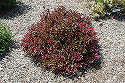 Shining Sensation Weigela (Weigela florida 'Bokrashine') at The Mustard Seed