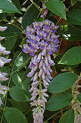 Summer Cascade Wisteria (Wisteria macrostachya 'Betty Matthews') at The Mustard Seed