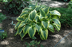 Variegated Mountain Hosta (Hosta montana 'Aureovariegata') at The Mustard Seed