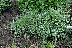 Blue Heaven Bluestem (Schizachyrium scoparium 'Blue Heaven') at The Mustard Seed