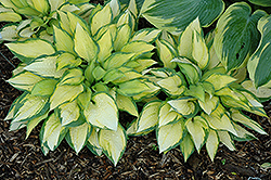 Orange Marmalade Ball Hosta (Hosta 'Orange Marmalade') at The Mustard Seed