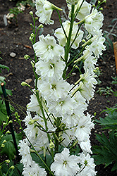 New Millennium Stars Larkspur (Delphinium 'New Millennium Stars') at The Mustard Seed