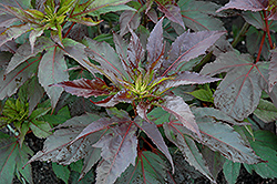 Midnight Marvel Hibiscus (Hibiscus 'Midnight Marvel') at The Mustard Seed