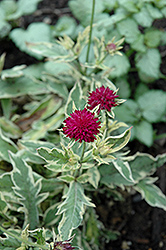 Thunder and Lightning Scabious (Knautia macedonica 'Thunder And Lightning') at The Mustard Seed