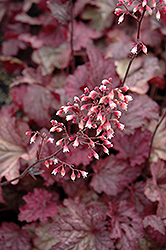 Berry Smoothie Coral Bells (Heuchera 'Berry Smoothie') at The Mustard Seed