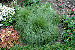 Prairie Dropseed (Sporobolus heterolepis) at The Mustard Seed