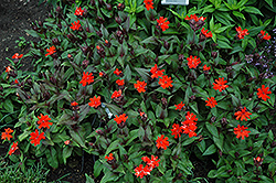 Orange Gnome Campion (Lychnis x arkwrightii 'Orange Gnome') at The Mustard Seed