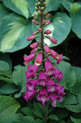 Candy Mountain Foxglove (Digitalis purpurea 'Candy Mountain') at The Mustard Seed