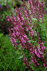 Sensation Deep Rose Meadow Sage (Salvia nemorosa 'Sensation Deep Rose') at The Mustard Seed