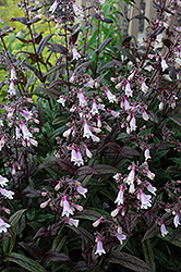 Dark Towers Beard Tongue (Penstemon 'Dark Towers') at The Mustard Seed