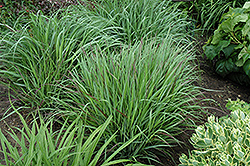 Cheyenne Sky Switch Grass (Panicum virgatum 'Cheyenne Sky') at The Mustard Seed