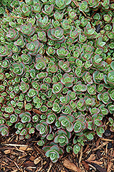 Lime Zinger Stonecrop (Sedum 'Lime Zinger') at The Mustard Seed