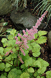 Amber Moon Chinese Astilbe (Astilbe chinensis 'Amber Moon') at The Mustard Seed