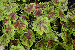 Solar Eclipse Foamy Bells (Heucherella 'Solar Eclipse') at The Mustard Seed