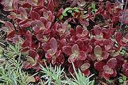 Firecracker Stonecrop (Sedum 'Firecracker') at The Mustard Seed