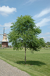 Kentucky Coffeetree (Gymnocladus dioicus) at The Mustard Seed