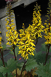 Little Rocket Rayflower (Ligularia 'Little Rocket') at The Mustard Seed