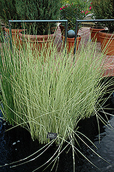 White Rush (Scirpus albescens) at The Mustard Seed